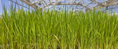 Photo of switchgrass