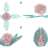 Simulation reveals droplets of water cause graphene sheets to fold into more compact shapes