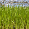 Photo of switchgrass