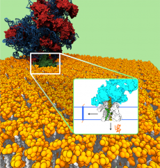 Color visualization of the ribosome