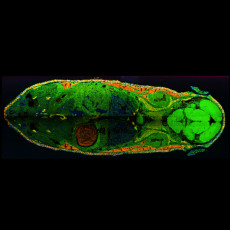 Color overlay of mass spectrometry images