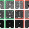 figure1paper.jpg