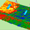 Color visualization of a ferroelectric film on a metal