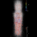 Cortical Column Signals