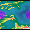 Color composite visualizaion of 2 astrophysics simulations shows a Type Ia supernova expanding