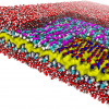 peptoidnanosheets