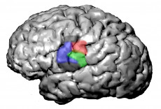 Color graphic of a brain