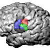 Color graphic of a brain