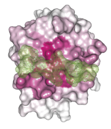 cancermutations3