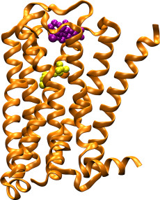 m2receptor