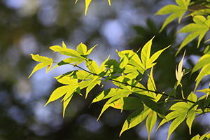 maple leaf1