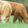 wheat pasture grazing