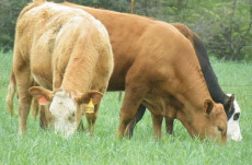 wheat pasture grazing